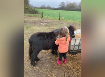 Ponis Shetland, Caballo castrado, 2 años, Negro