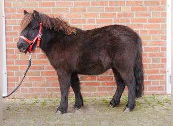 Ponis Shetland, Caballo castrado, 3 años, 100 cm