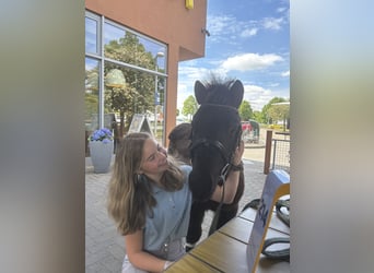 Ponis Shetland, Caballo castrado, 3 años, 100 cm, Negro