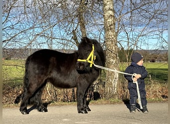 Ponis Shetland, Caballo castrado, 3 años, 100 cm, Negro