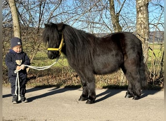 Ponis Shetland, Caballo castrado, 3 años, 100 cm, Negro