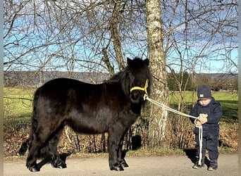 Ponis Shetland, Caballo castrado, 3 años, 100 cm, Negro