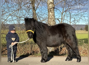 Ponis Shetland, Caballo castrado, 3 años, 100 cm, Negro