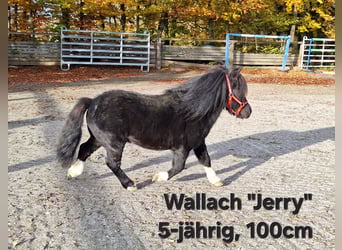 Ponis Shetland, Caballo castrado, 3 años, 100 cm, Negro