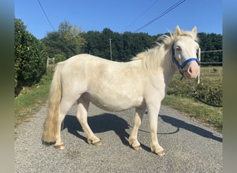 Ponis Shetland, Caballo castrado, 3 años, 100 cm, White/Blanco