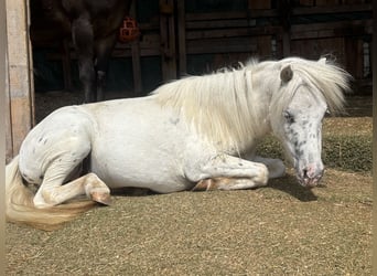 Ponis Shetland, Caballo castrado, 3 años, 103 cm, Tordo rodado