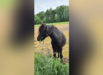 Ponis Shetland, Caballo castrado, 3 años, 104 cm, Negro