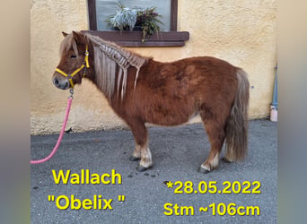 Ponis Shetland, Caballo castrado, 3 años, 105 cm, Alazán