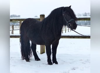 Ponis Shetland, Caballo castrado, 3 años, 105 cm, Negro