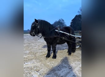 Ponis Shetland, Caballo castrado, 3 años, 105 cm, Negro