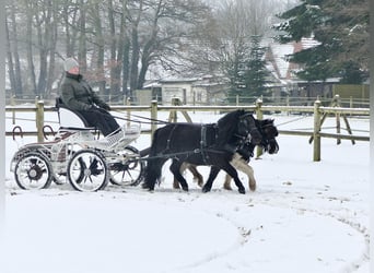 Ponis Shetland, Caballo castrado, 3 años, 105 cm, Negro