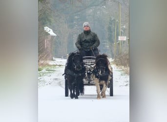 Ponis Shetland, Caballo castrado, 3 años, 105 cm, Negro