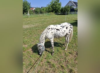 Ponis Shetland, Caballo castrado, 3 años, 110 cm, Atigrado/Moteado