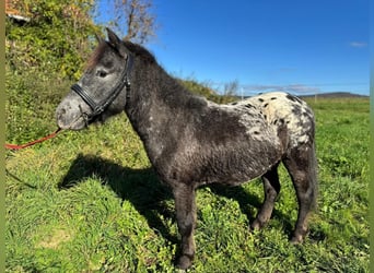 Ponis Shetland, Caballo castrado, 3 años, 110 cm, Atigrado/Moteado