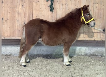 Ponis Shetland, Caballo castrado, 3 años, 114 cm, Alazán