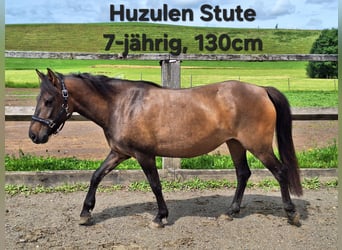 Ponis Shetland, Caballo castrado, 3 años, 115 cm, Tordo