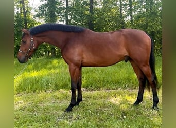 Ponis Shetland, Caballo castrado, 3 años, 168 cm, Castaño