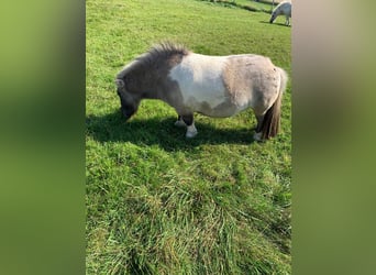 Ponis Shetland, Caballo castrado, 3 años, 75 cm, Castaño