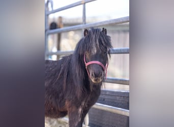 Ponis Shetland, Caballo castrado, 3 años, 81 cm, Negro