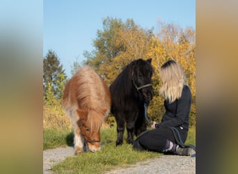 Ponis Shetland, Caballo castrado, 3 años, 90 cm, Negro