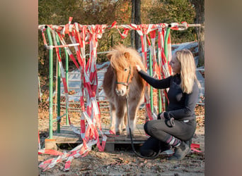 Ponis Shetland, Caballo castrado, 3 años, 90 cm, Negro