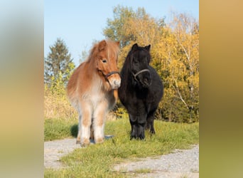 Ponis Shetland, Caballo castrado, 3 años, 90 cm, Negro