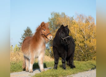 Ponis Shetland, Caballo castrado, 3 años, 90 cm, Negro