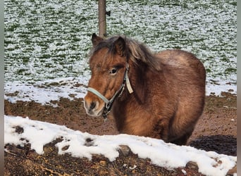 Ponis Shetland, Caballo castrado, 3 años, 92 cm, Castaño rojizo