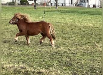 Ponis Shetland, Caballo castrado, 3 años, 97 cm, Alazán