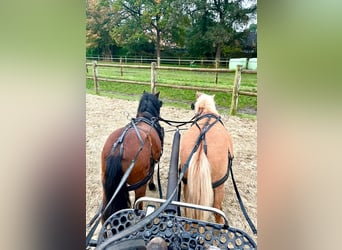 Ponis Shetland, Caballo castrado, 3 años, 97 cm, Castaño