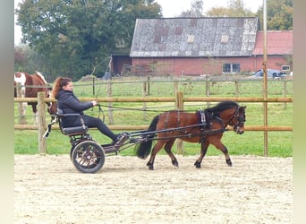 Ponis Shetland, Caballo castrado, 3 años, 97 cm, Castaño