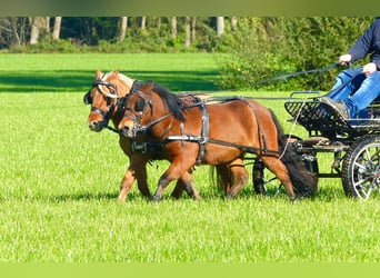 Ponis Shetland, Caballo castrado, 3 años, 97 cm, Castaño