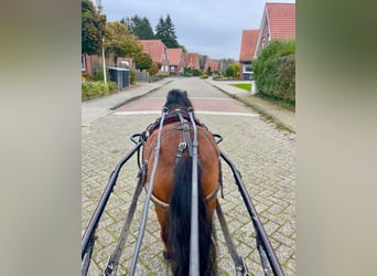 Ponis Shetland, Caballo castrado, 3 años, 97 cm, Castaño