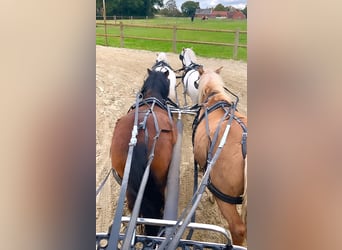 Ponis Shetland, Caballo castrado, 3 años, 97 cm, Castaño