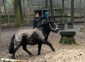 Ponis Shetland, Caballo castrado, 3 años