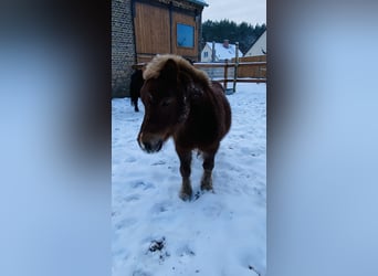 Ponis Shetland, Caballo castrado, 4 años, 100 cm, Alazán