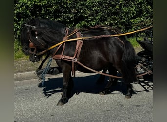 Ponis Shetland, Caballo castrado, 4 años, 100 cm, Negro