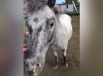Ponis Shetland Mestizo, Caballo castrado, 4 años, 100 cm, Tordo rodado