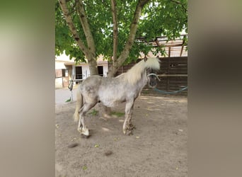 Ponis Shetland Mestizo, Caballo castrado, 4 años, 101 cm