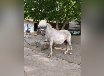 Ponis Shetland Mestizo, Caballo castrado, 4 años, 101 cm