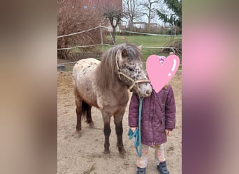 Ponis Shetland, Caballo castrado, 4 años, 103 cm, Atigrado/Moteado