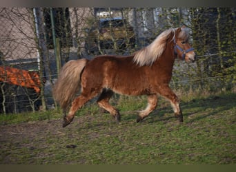Ponis Shetland, Caballo castrado, 4 años, 110 cm, Alazán