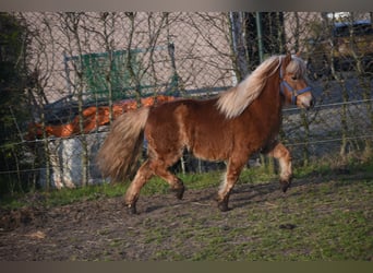 Ponis Shetland, Caballo castrado, 4 años, 110 cm, Alazán