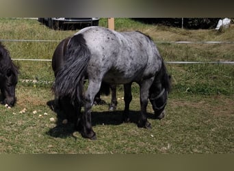 Ponis Shetland, Caballo castrado, 4 años, 110 cm, Atigrado/Moteado