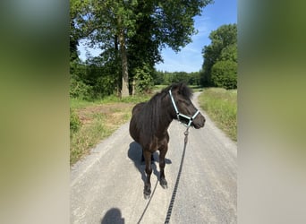 Ponis Shetland, Caballo castrado, 4 años, 110 cm, Castaño oscuro