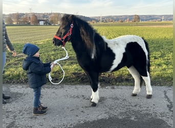 Ponis Shetland, Caballo castrado, 4 años, 114 cm, Pío