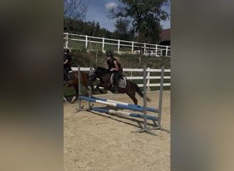 Ponis Shetland Mestizo, Caballo castrado, 4 años, 120 cm, Negro
