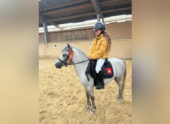 Ponis Shetland, Caballo castrado, 4 años, 120 cm, Tordo