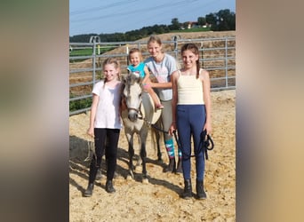 Ponis Shetland, Caballo castrado, 4 años, 120 cm, Tordo