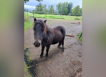 Ponis Shetland, Caballo castrado, 4 años, 90 cm, Castaño oscuro